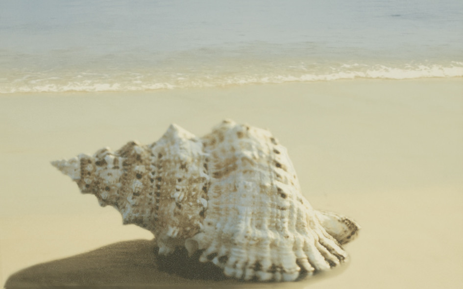 Декор настенный Paradyz Acapulco Ракушка 25х40 см